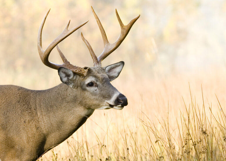 how-to-score-a-buck-ammoforsale