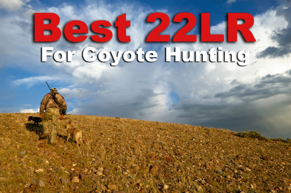 Best 22LR for Coyote Hunting Our Picks