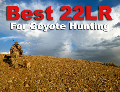 Best 22LR for Coyote Hunting