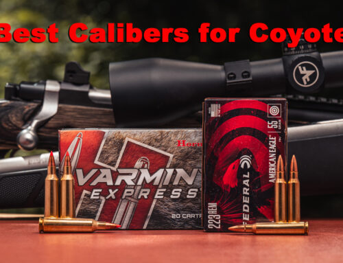Best Calibers for Coyote Hunting