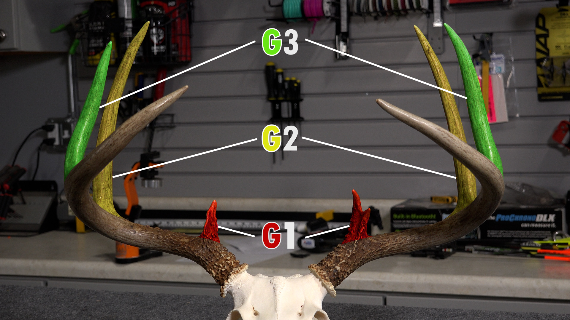 Measuring the G's of antlers