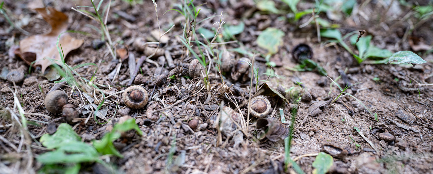 acorns that squirrels like to eat in the woods