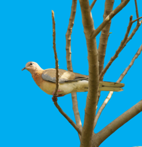 brown dove in a tree