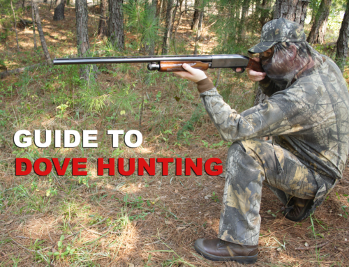 How to Dove Hunt