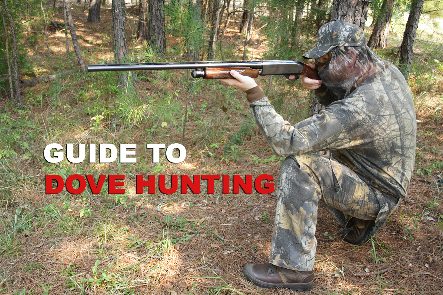 guide to dove hunting