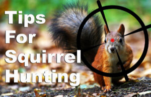Tips for squirrel hunting