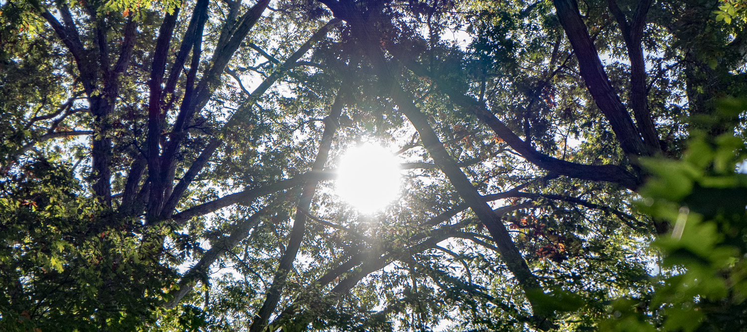 Squirrels may pop around in the tree tops and afford you a shot while hunting